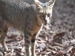 养眼系列矜持又没节操的猫